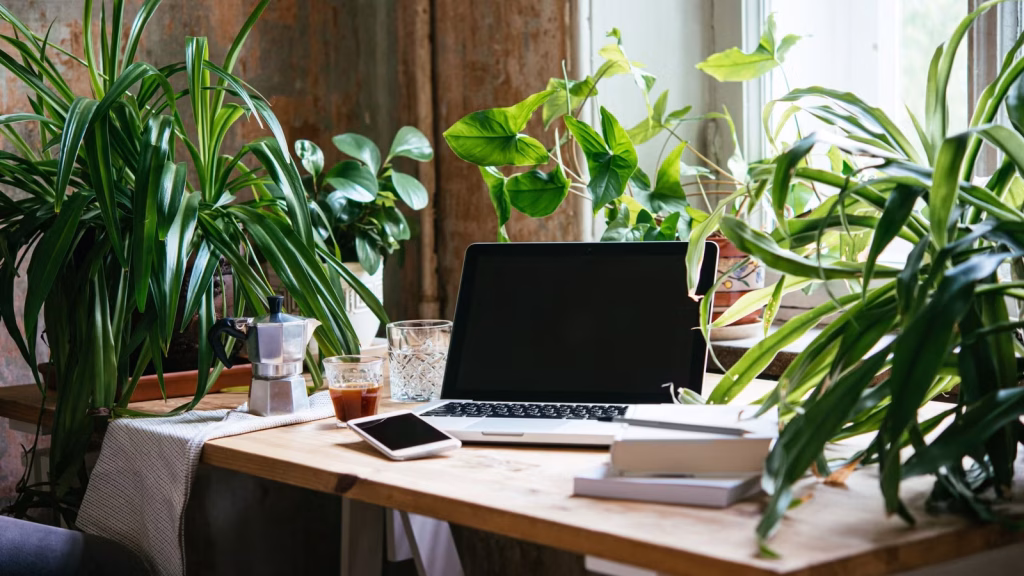 office plants featuring spider plants